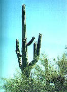 Saguaro Kaktus